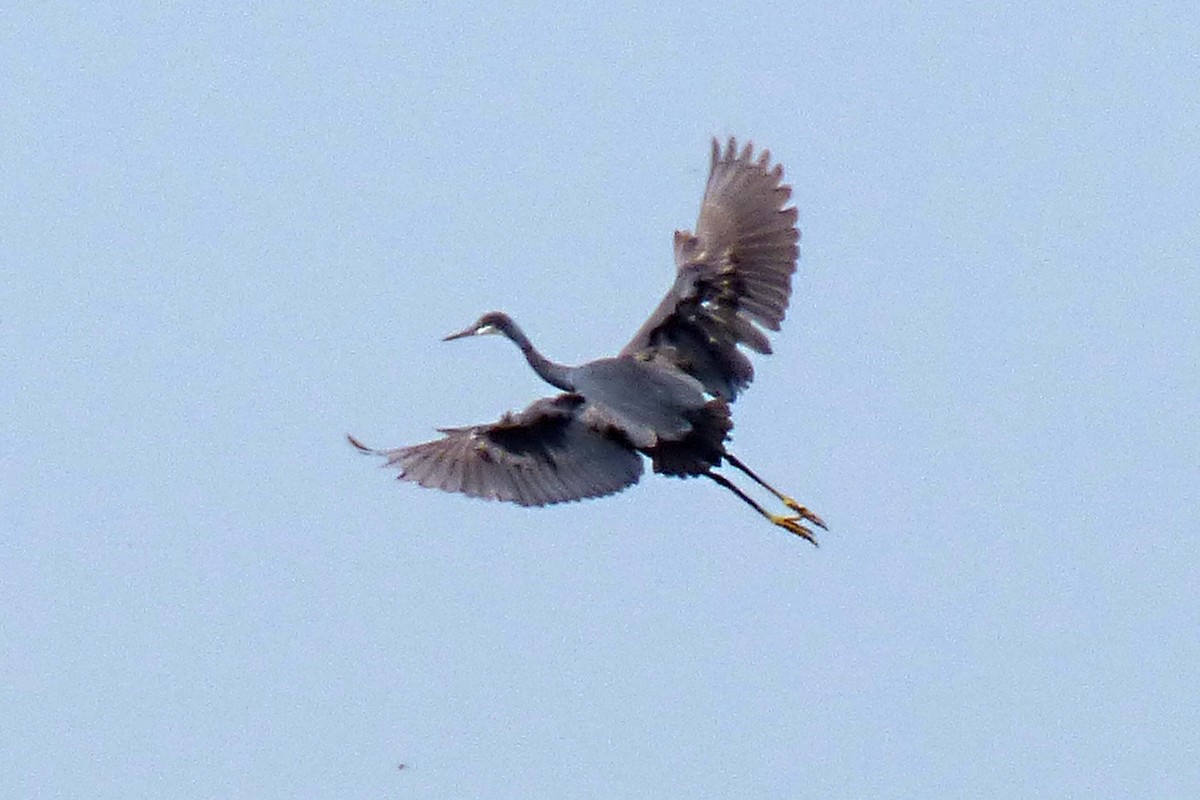 Western Reef-Heron - Hugo Sánchez