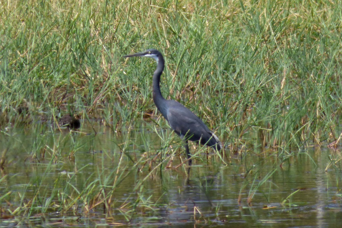 Western Reef-Heron - ML347696381