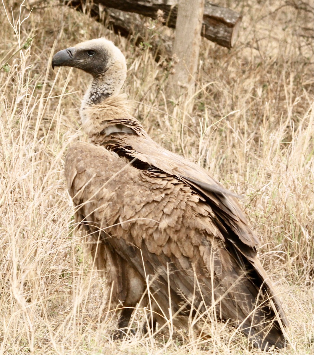 White-backed Vulture - Connie Lintz