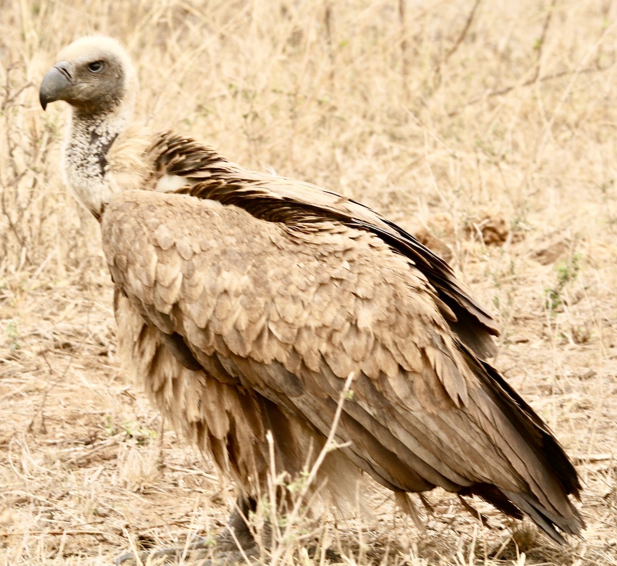 White-backed Vulture - Connie Lintz