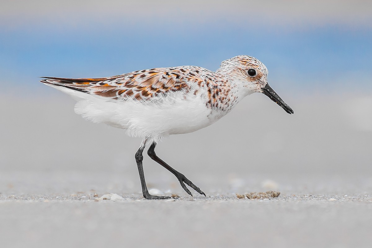 Sanderling - ML347696551