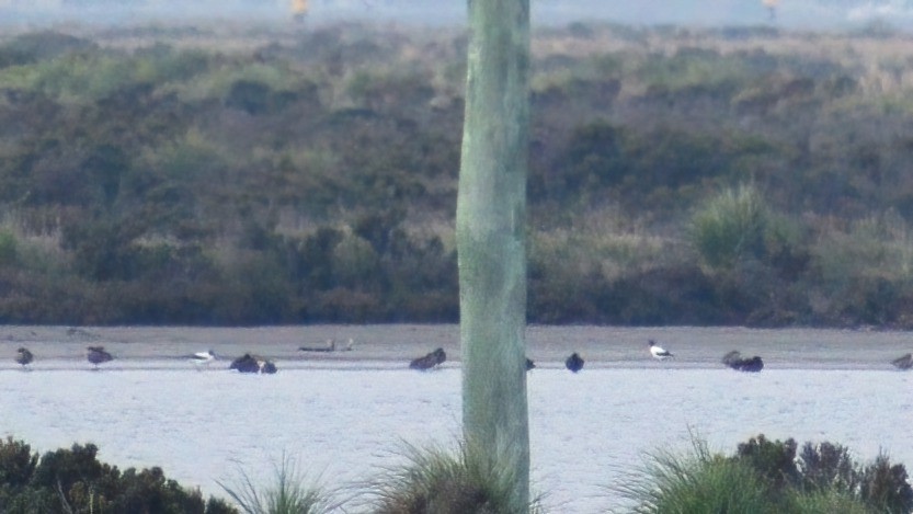 Red-necked Avocet - ML347696611