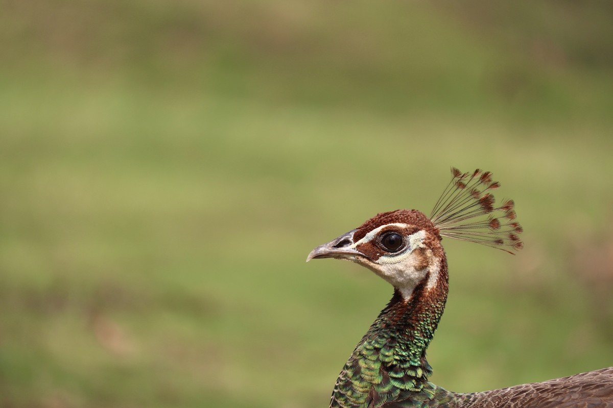 Indian Peafowl - Tejas Agrawal