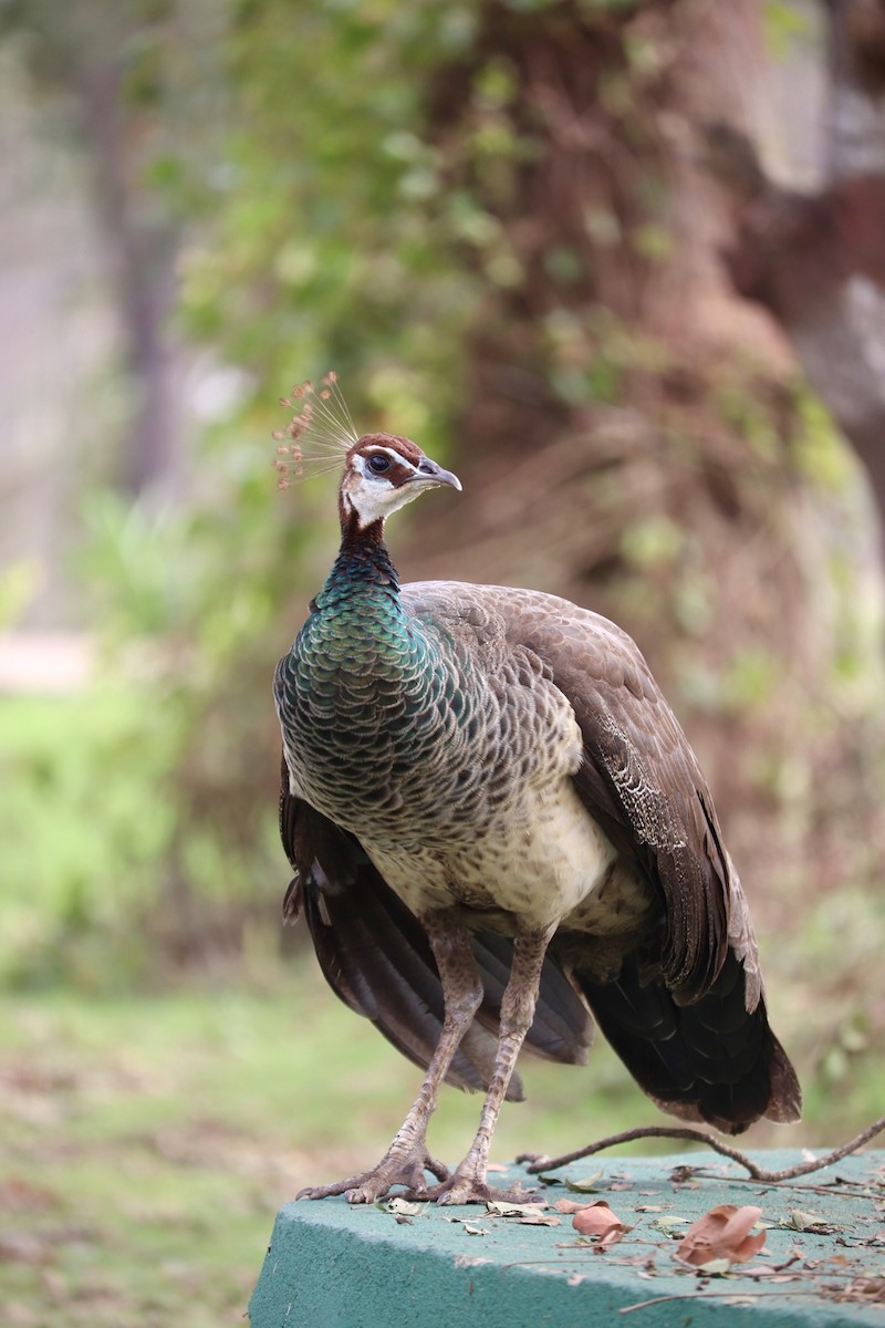 Indian Peafowl - Tejas Agrawal