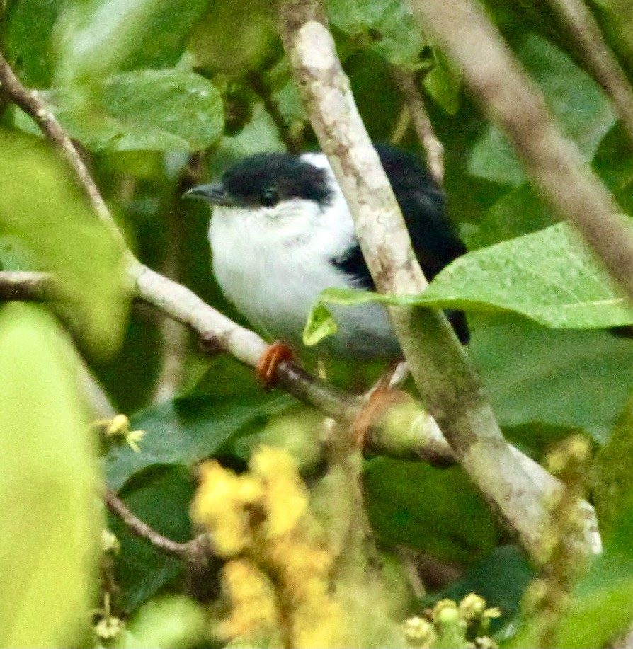 White-bearded Manakin - ML347698521