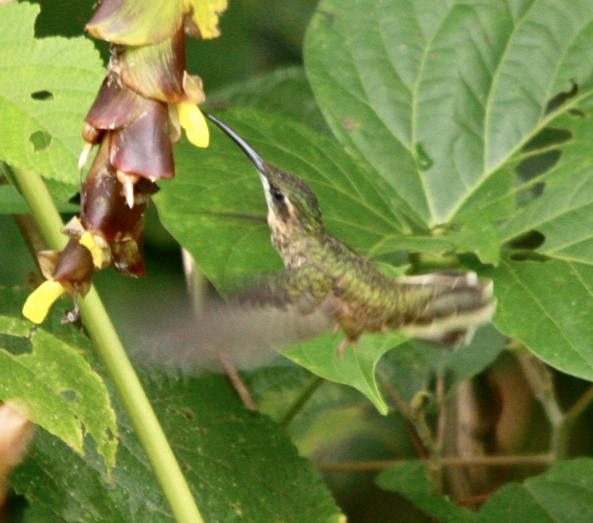 kolibřík běloknírkový - ML347699661