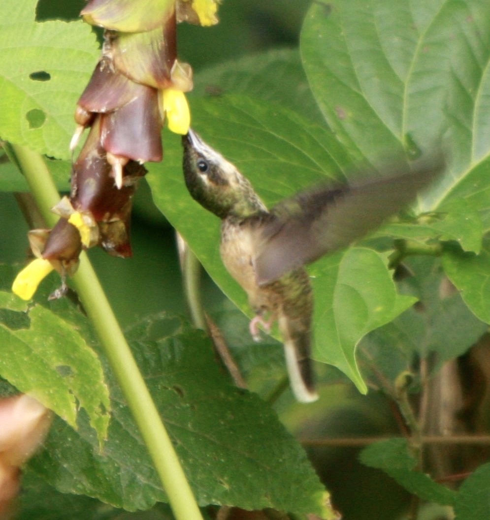kolibřík běloknírkový - ML347699701
