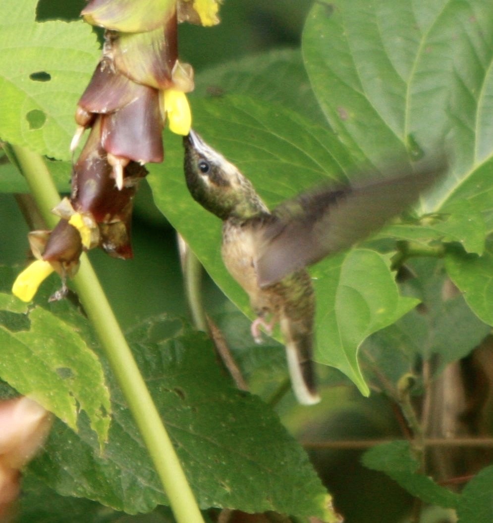 White-bearded Hermit - ML347699701