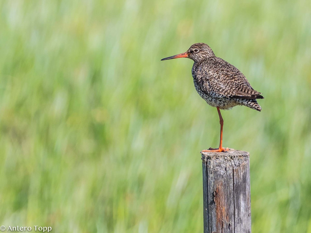 Common Redshank - ML347700881