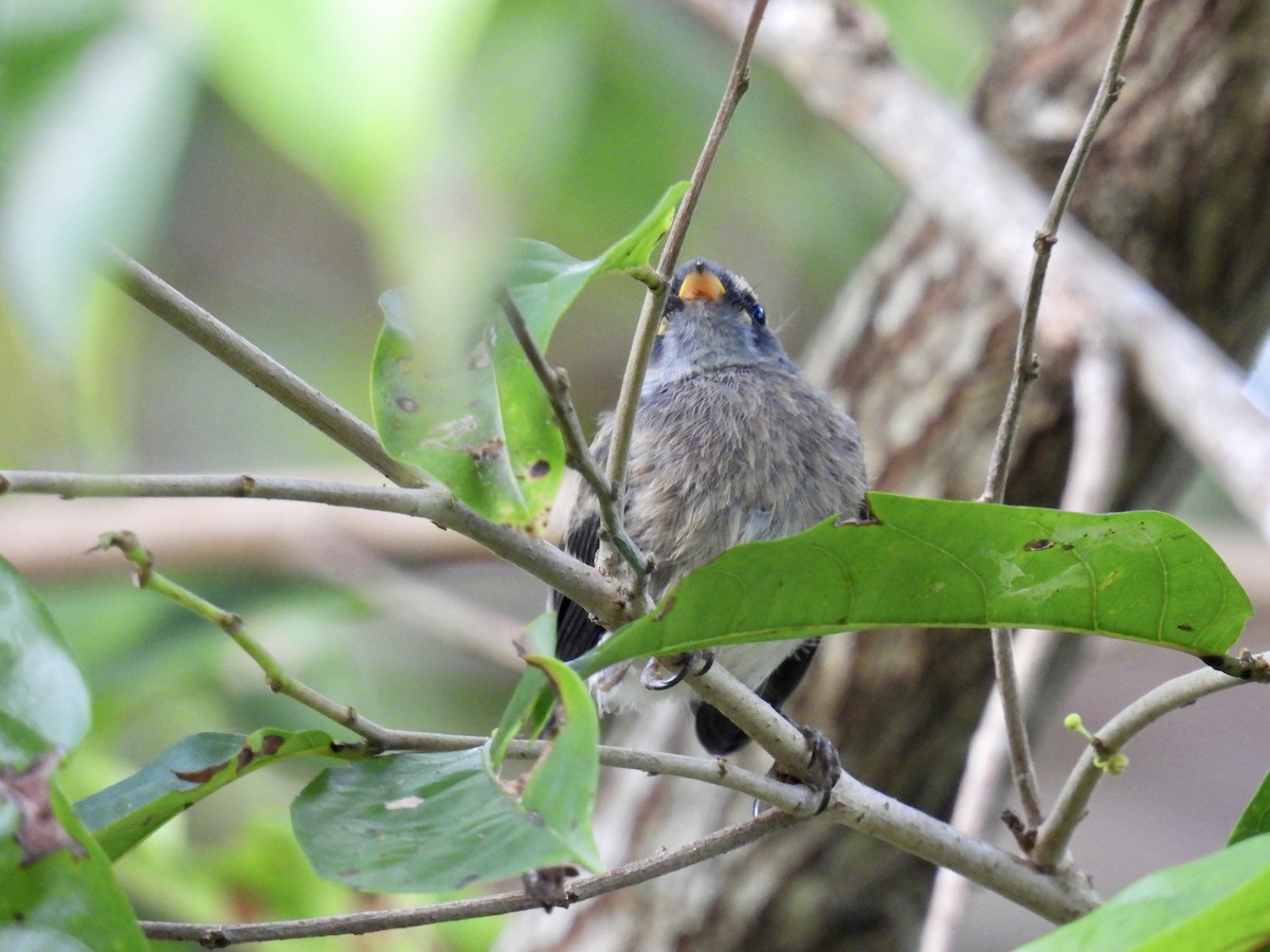 Vanuatu Streaked Fantail - ML347702801