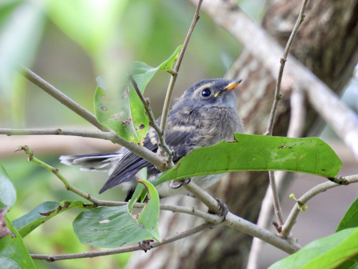 Vanuatu Streaked Fantail - Mayumi Green