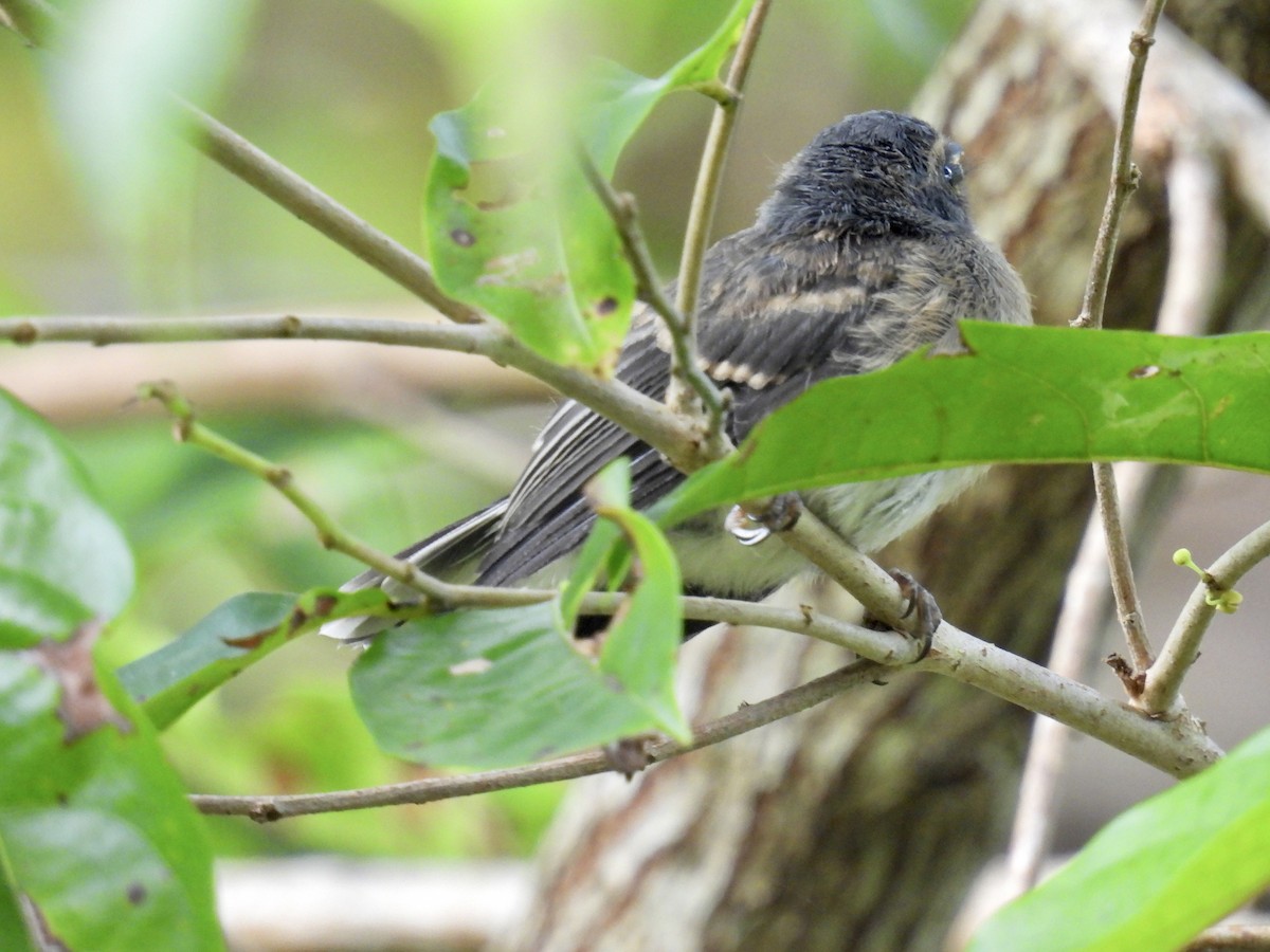 Vanuatu Streaked Fantail - ML347702891