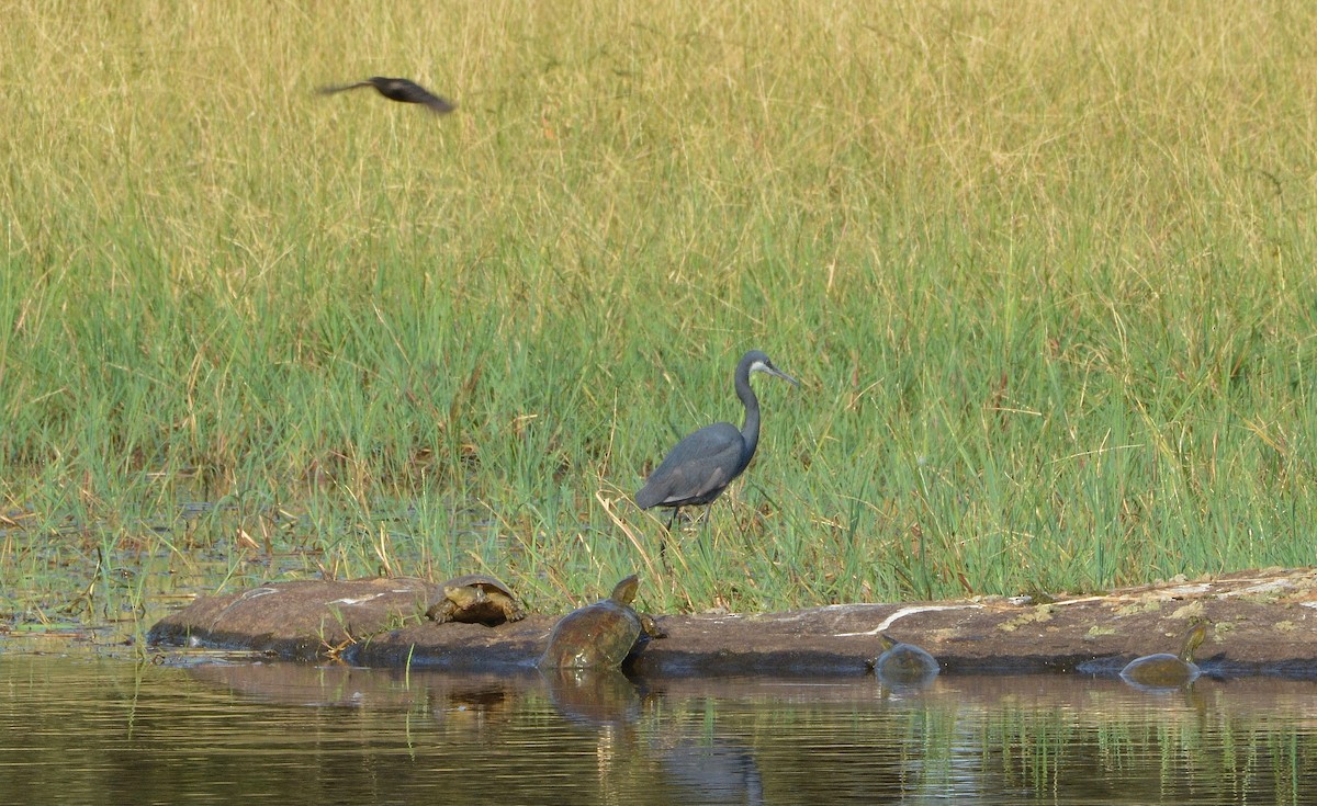 Western Reef-Heron (Western) - ML347702991