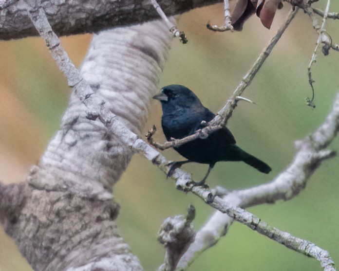 Blue-black Grassquit - Hernan Riverol