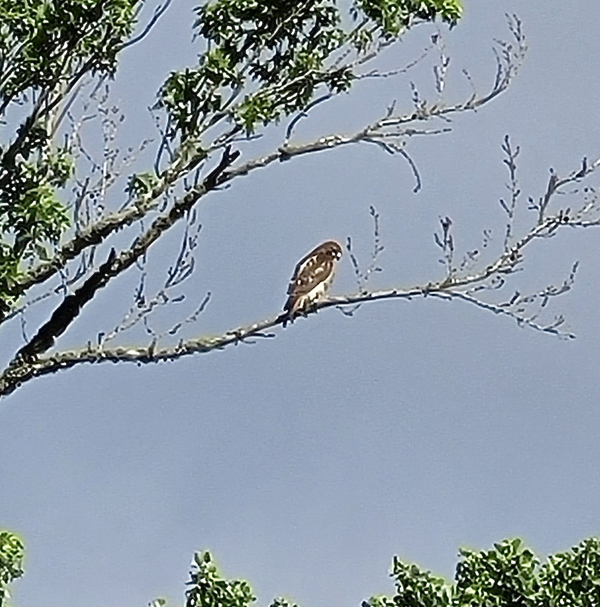 Red-tailed Hawk - ML347705471