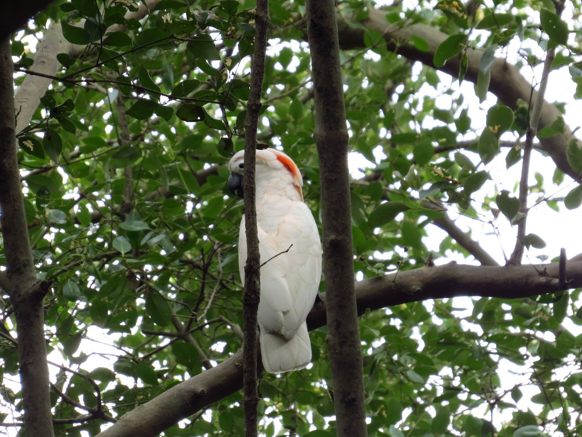 Salmon-crested Cockatoo - Juan Mesquida