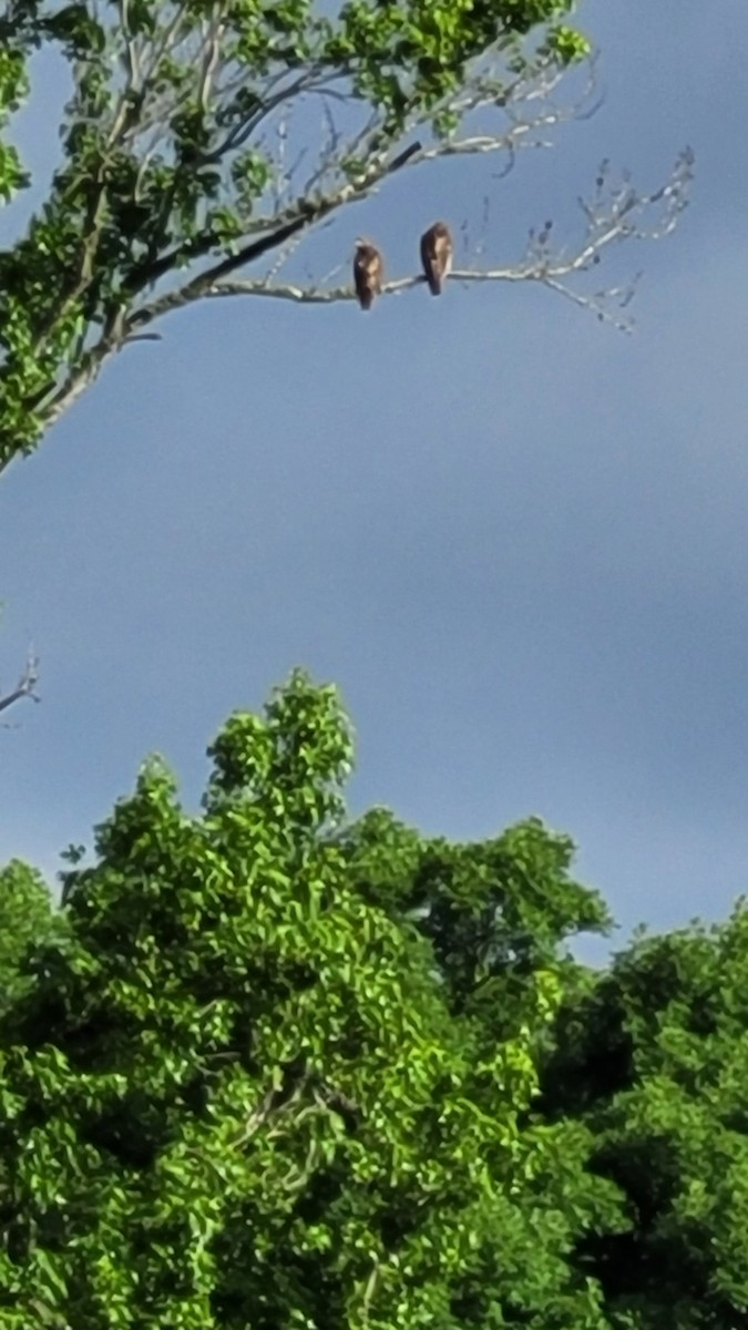Red-tailed Hawk - ML347705921