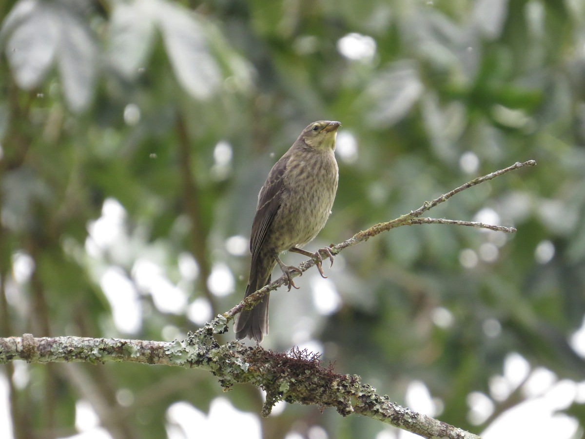 Shiny Cowbird - Mark Kosiewski