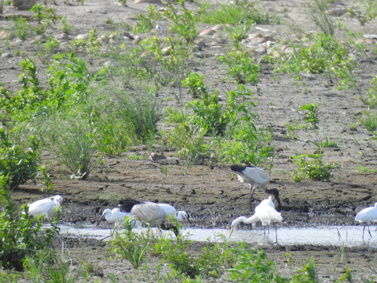 African Sacred Ibis - ML347707001