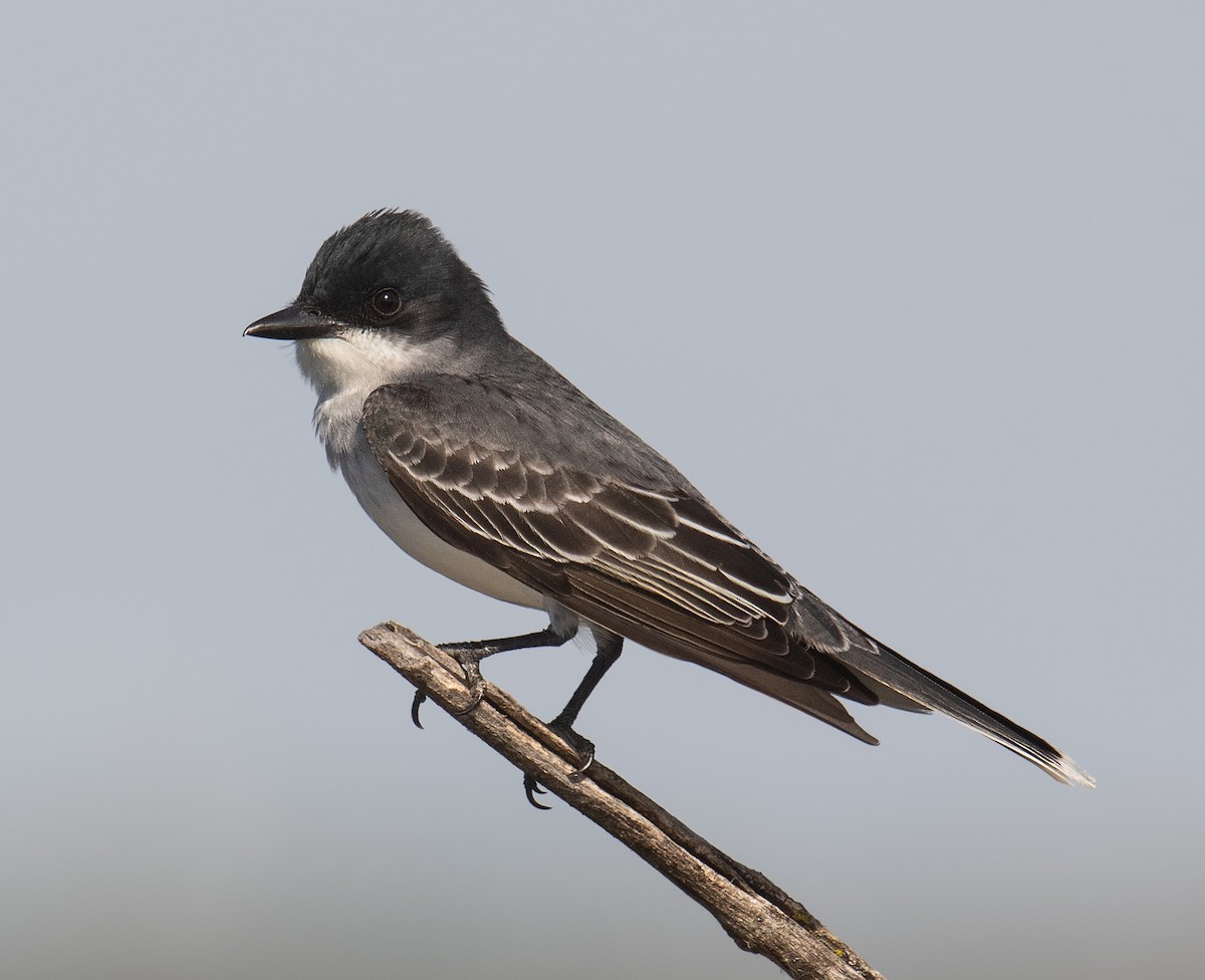 Eastern Kingbird - ML347707201