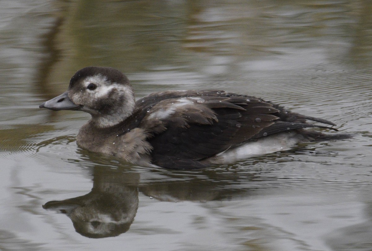 Long-tailed Duck - ML347707251