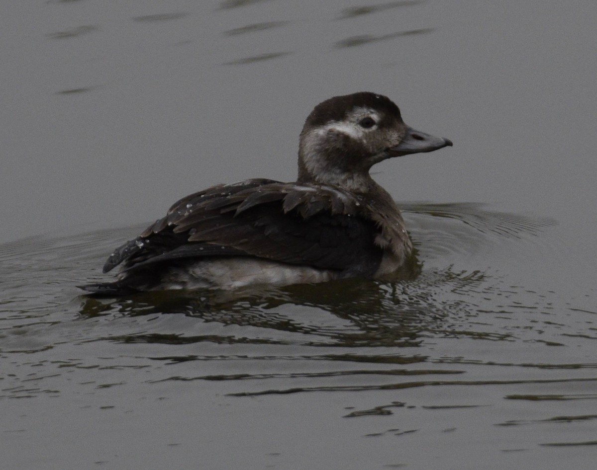 Long-tailed Duck - ML347707281