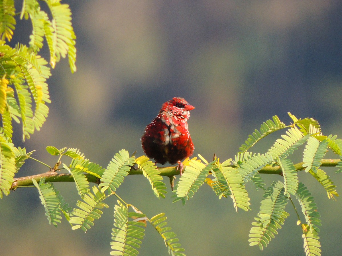 Bengalí Rojo - ML347707731