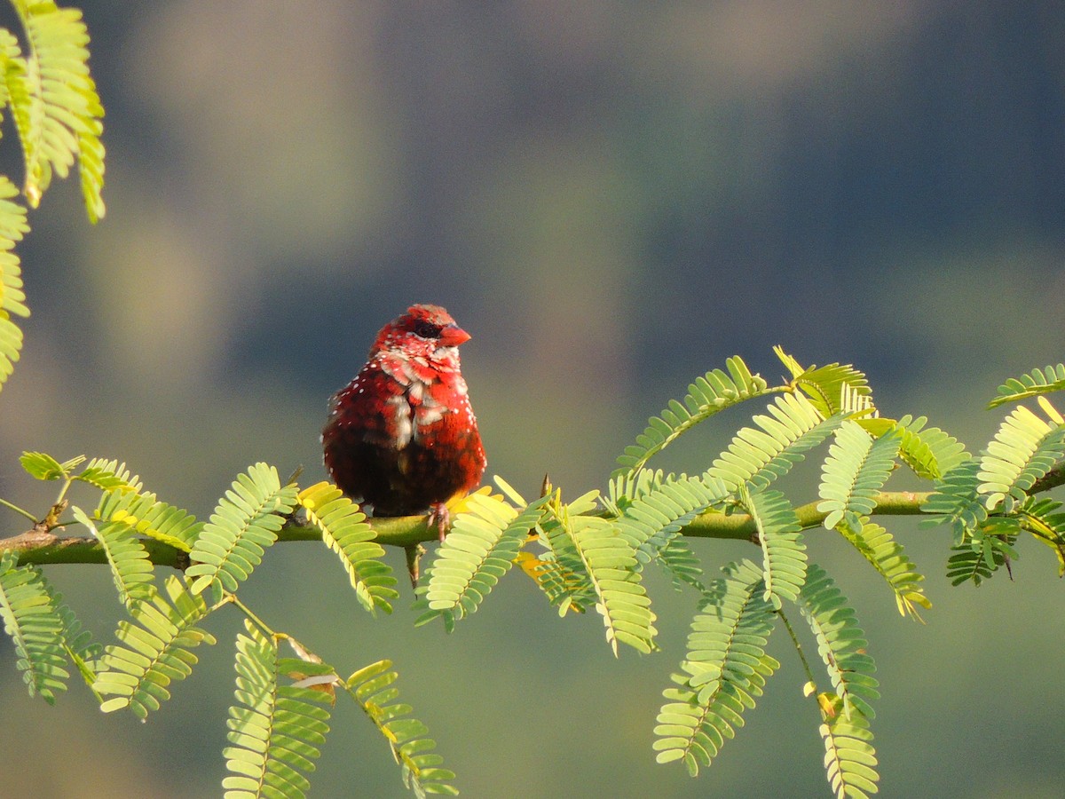 Red Avadavat - ML347707741