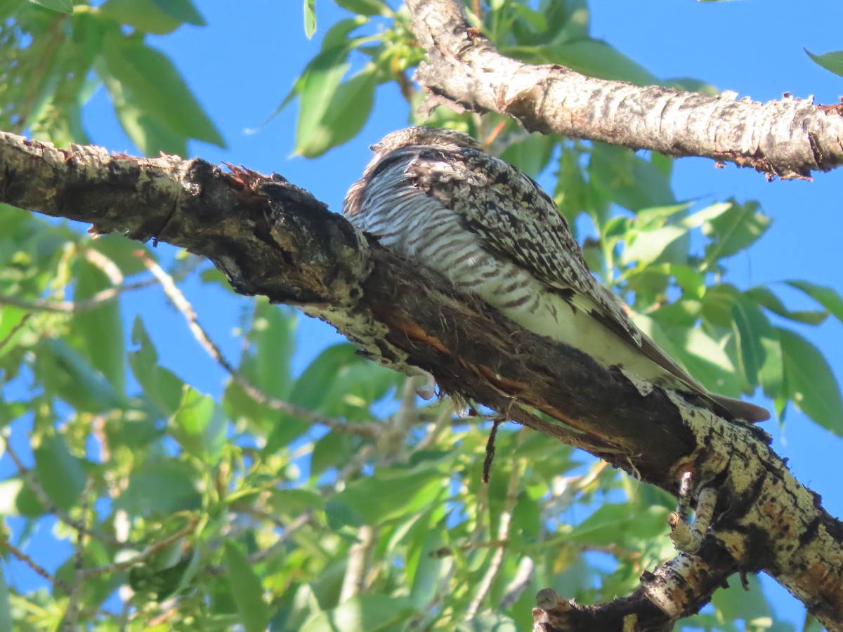 Common Nighthawk - Mike Lesnik