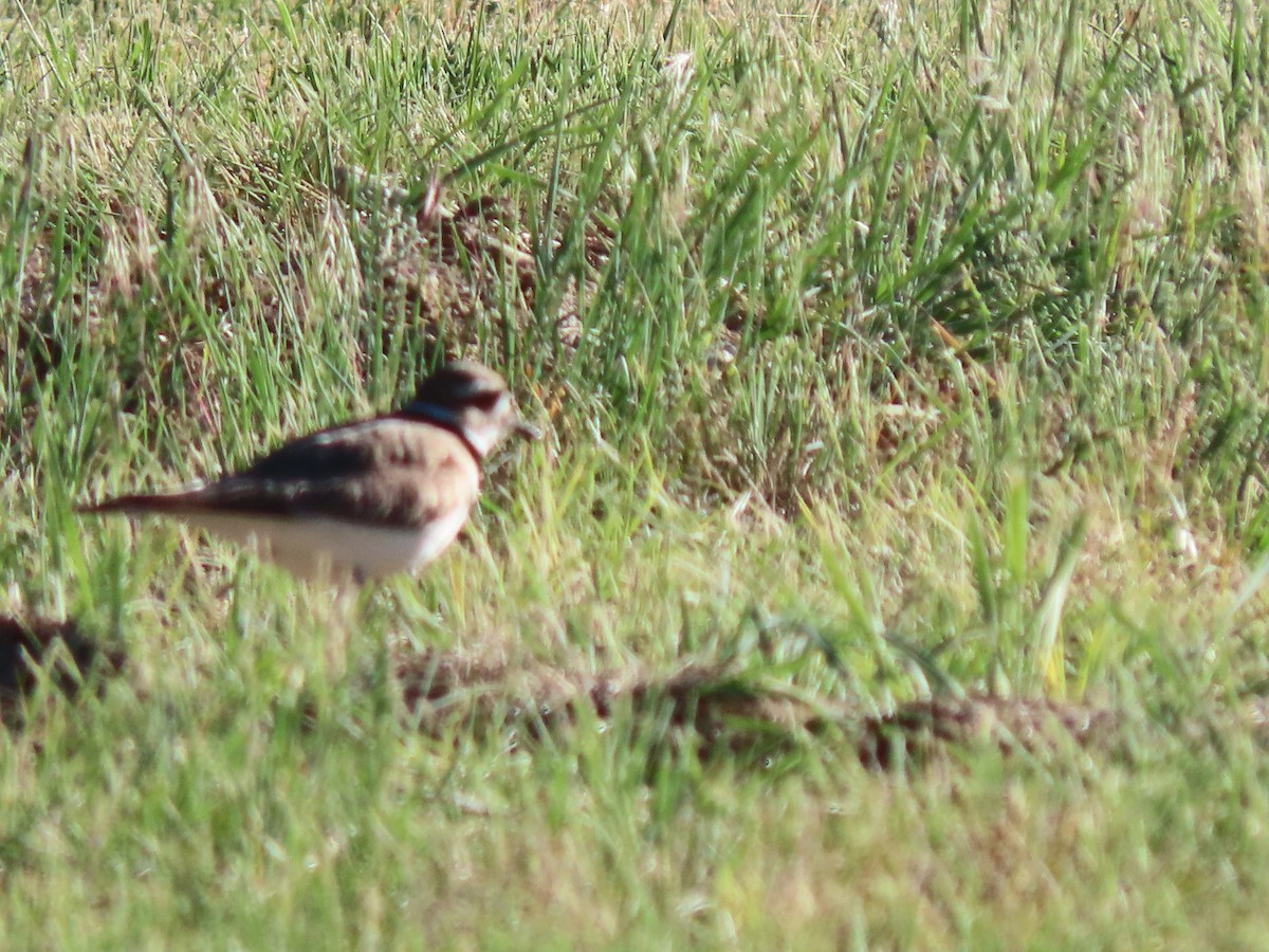 Killdeer - ML347709981