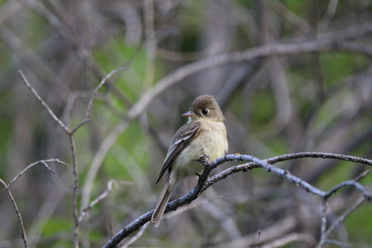 Western Flycatcher (Cordilleran) - ML347710101