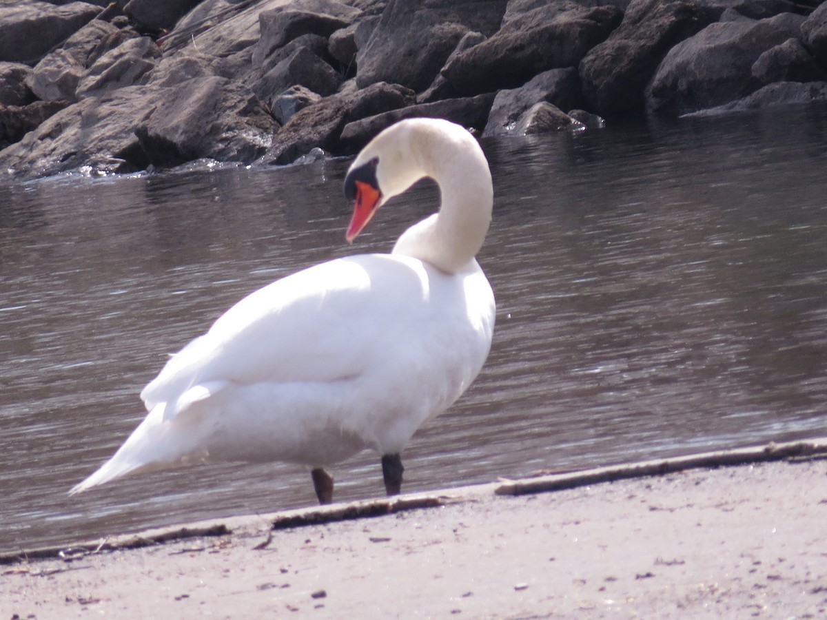 Mute Swan - tom cosburn