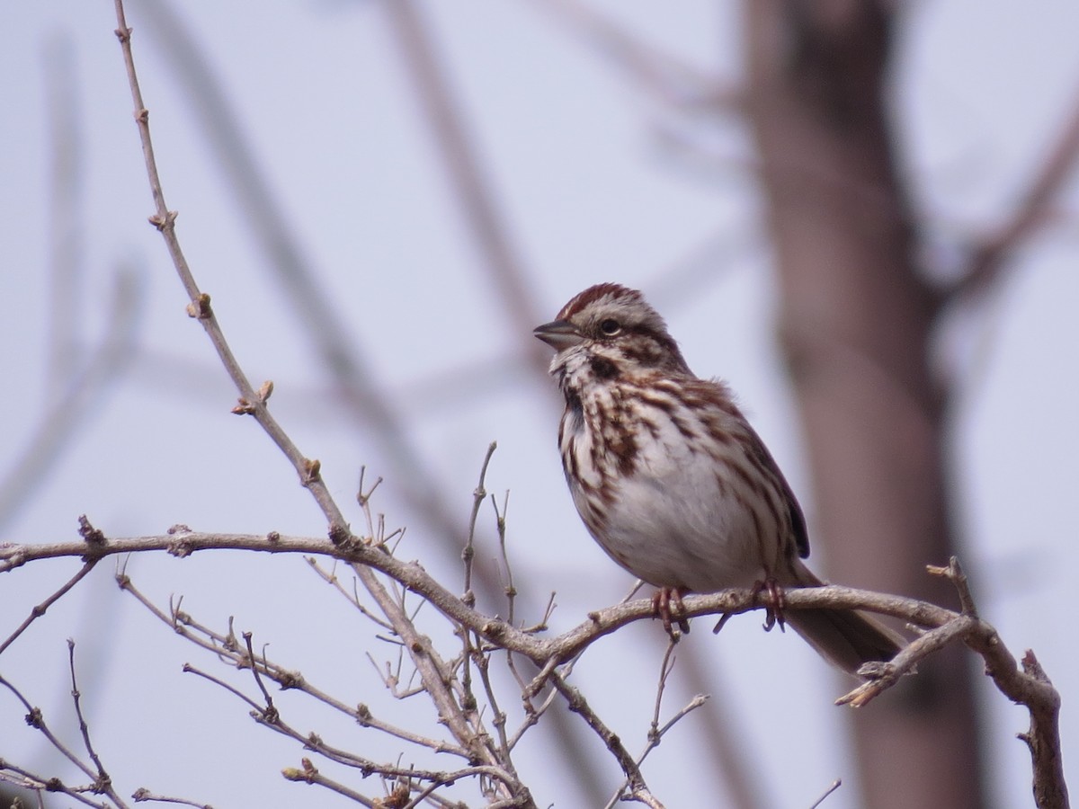 Song Sparrow - tom cosburn