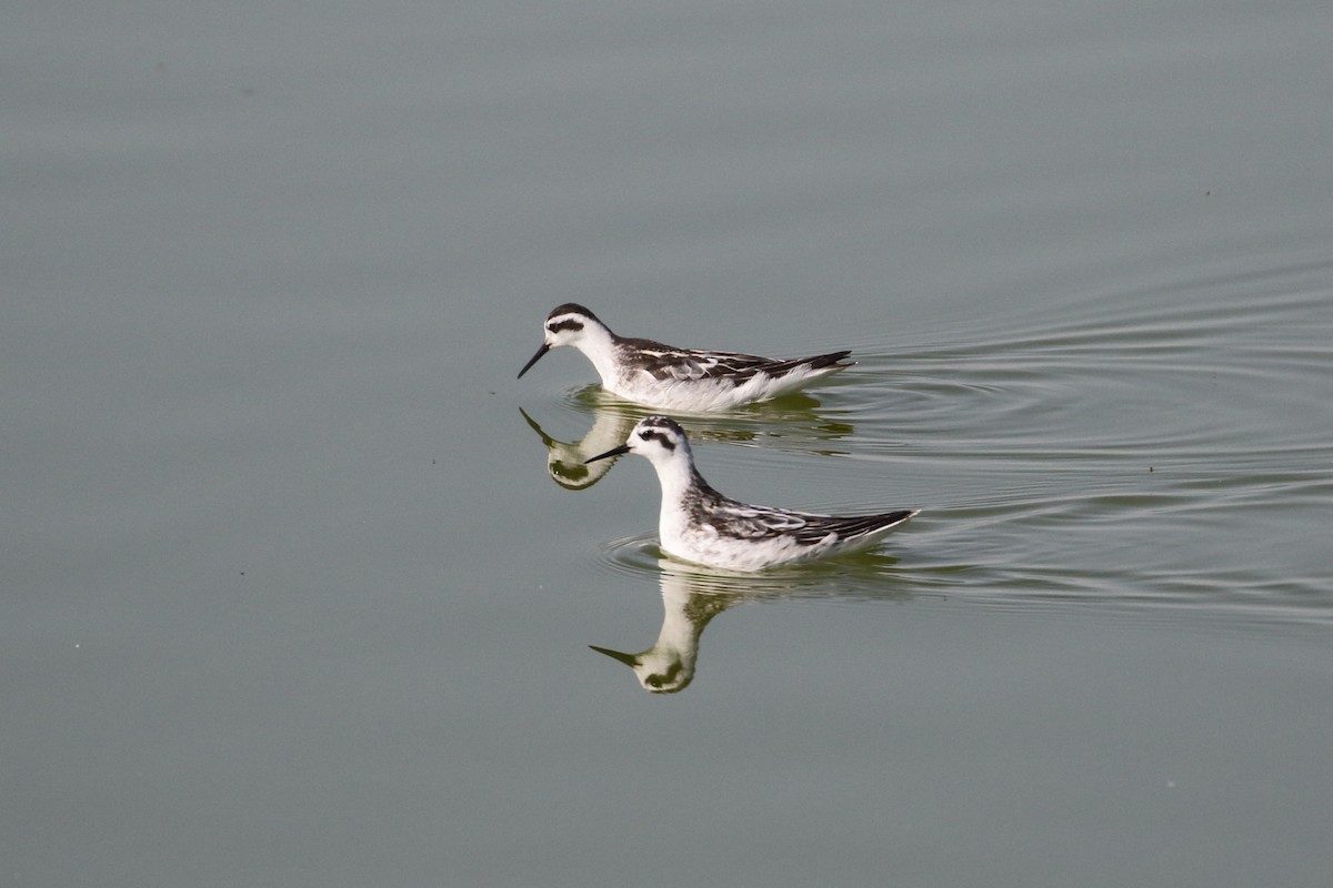 Круглоносый плавунчик - ML34771281