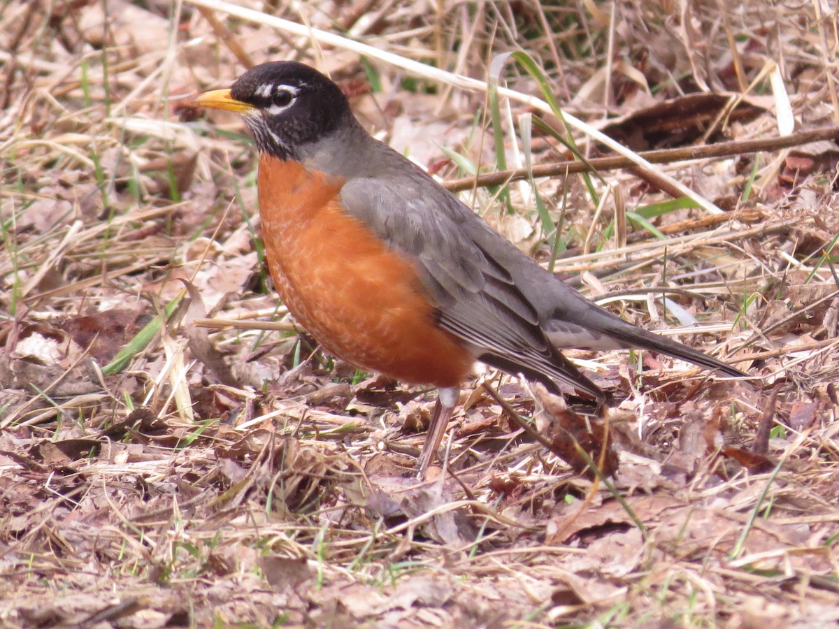 American Robin - ML347712961