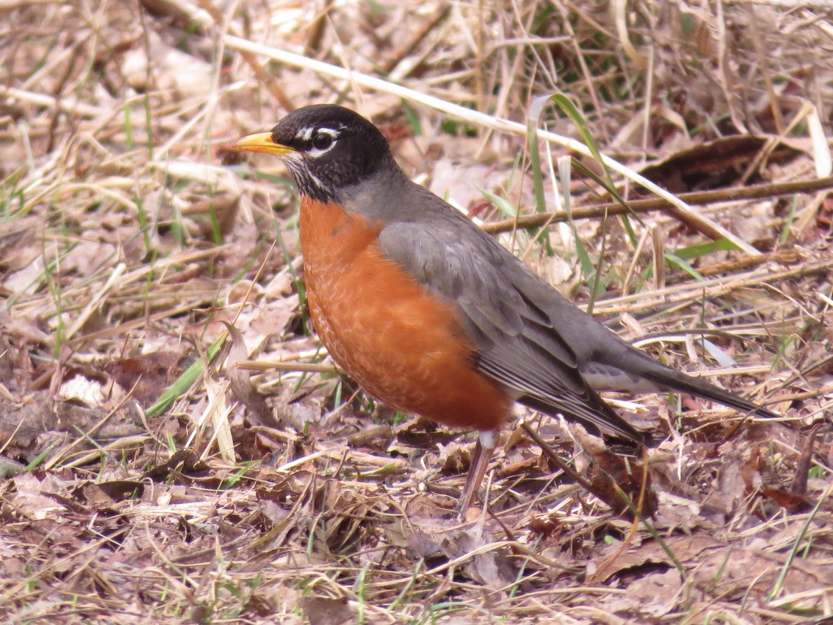 American Robin - ML347713021