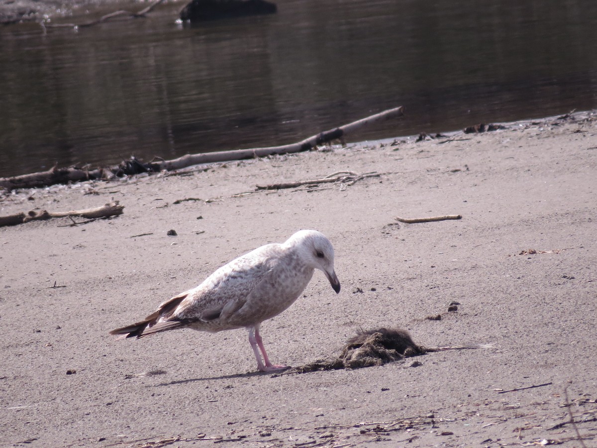 Herring Gull - ML347713331