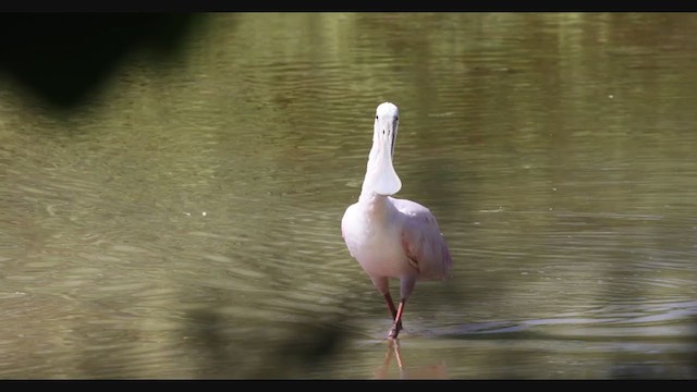 Roseate Spoonbill - ML347714811