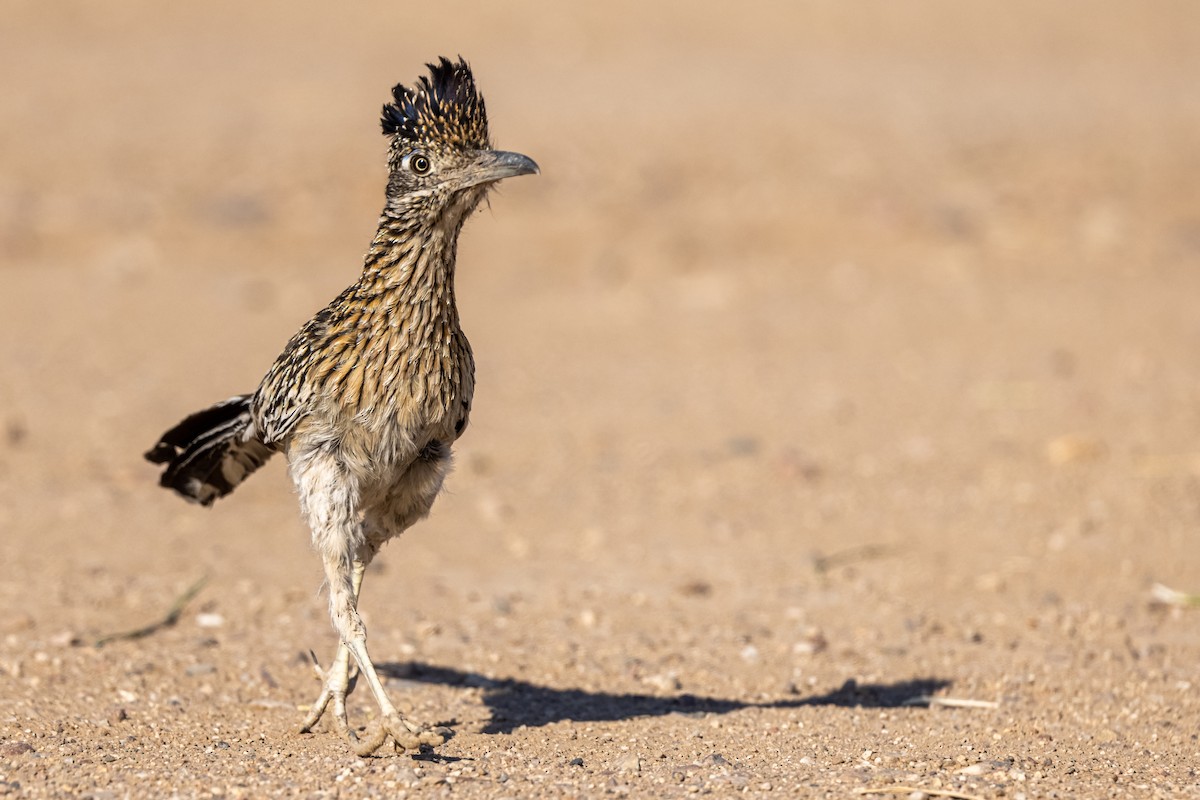 Greater Roadrunner - ML347714891