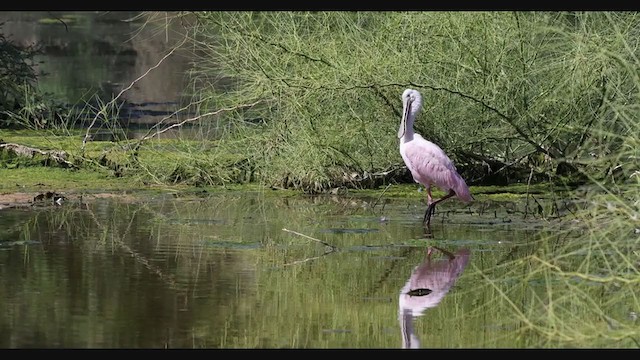 Roseate Spoonbill - ML347714921