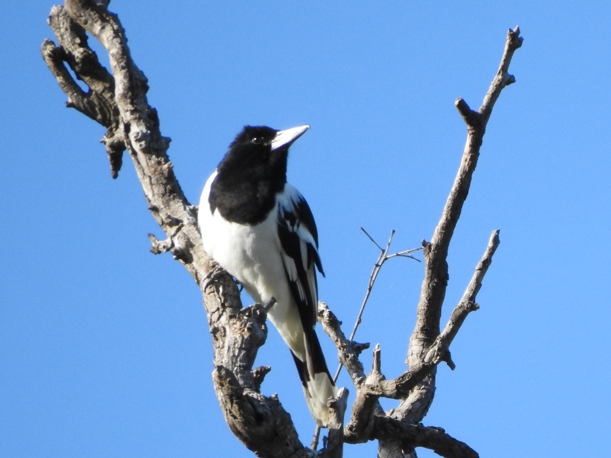 Pied Butcherbird - ML347715081