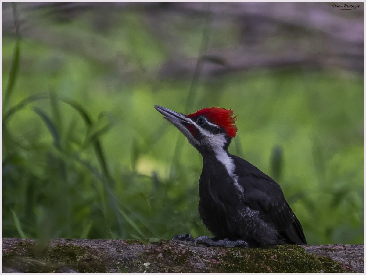 Pileated Woodpecker - Donna McKnight
