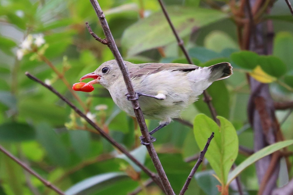 Pale-billed Flowerpecker - ML347717441