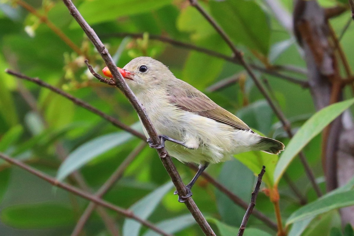 Pale-billed Flowerpecker - ML347717451