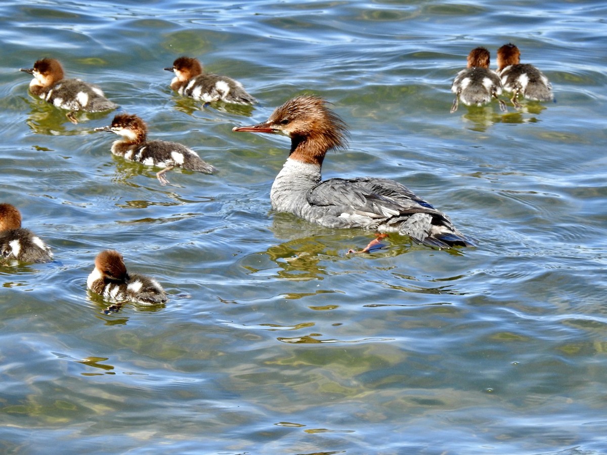 Common Merganser - Jayne L