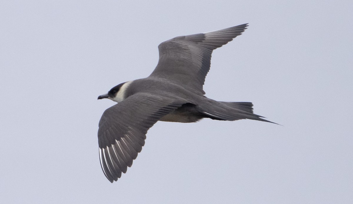 Parasitic Jaeger - Liam Huber