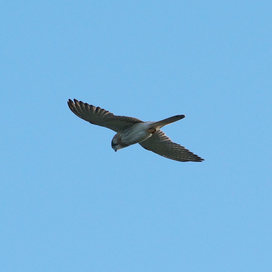 Nankeen Kestrel - ML347719831