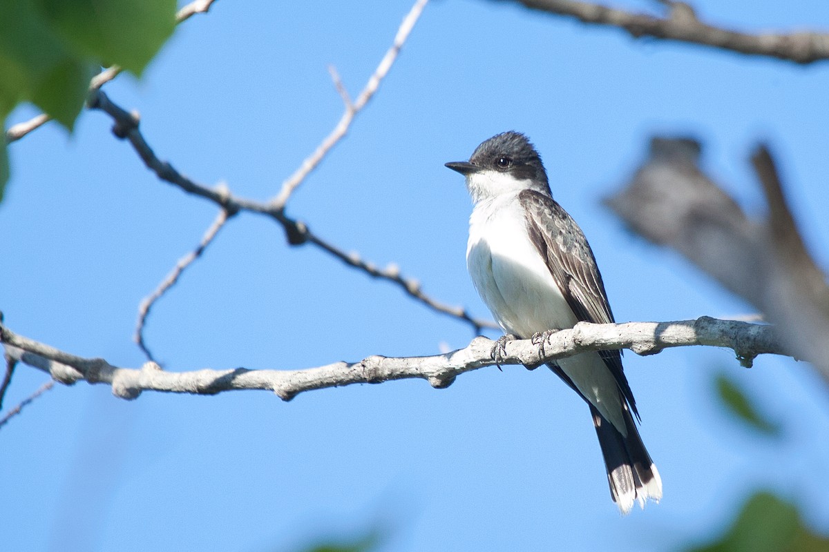 Eastern Kingbird - Anaïs Trépanier