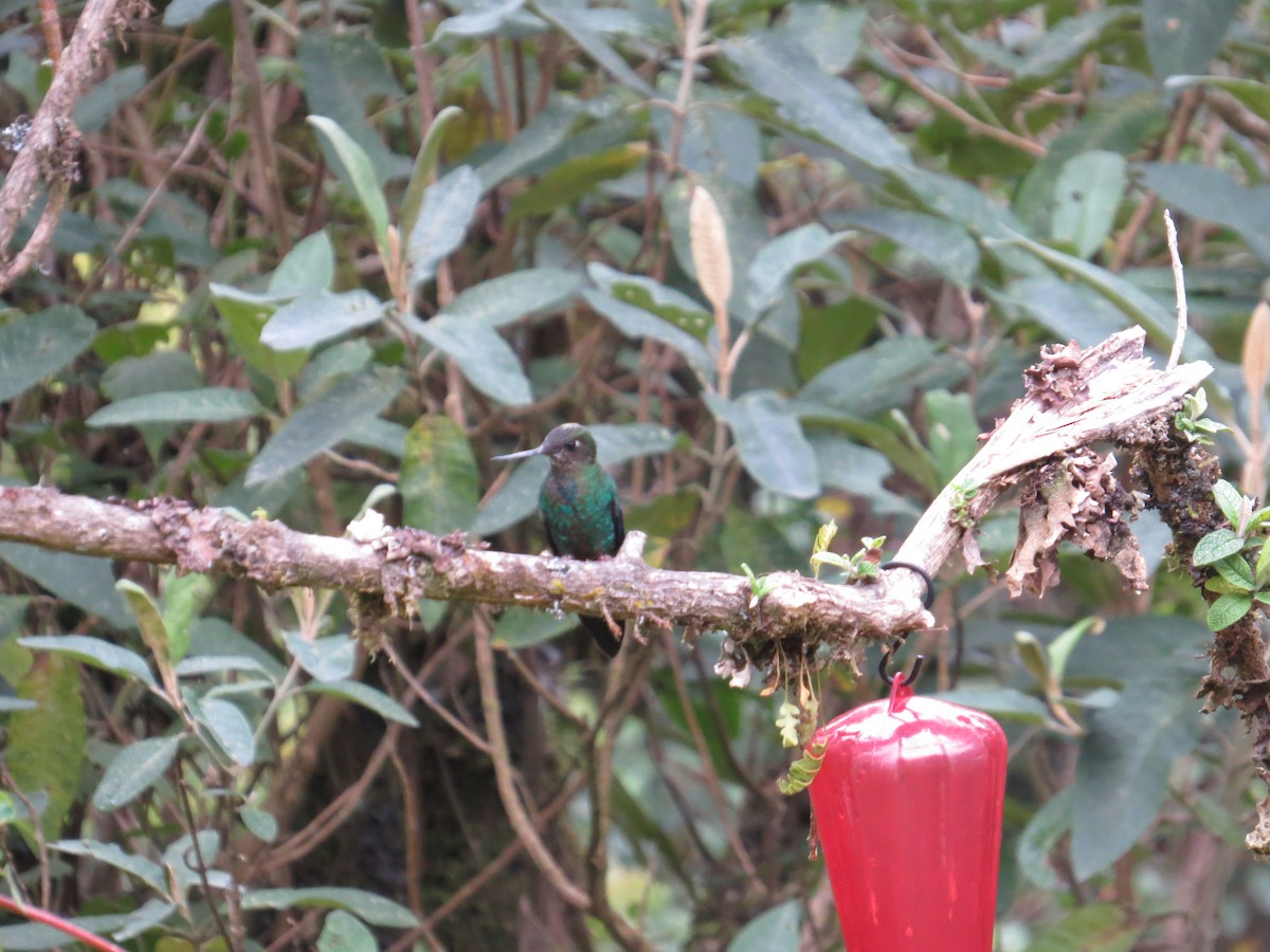 kolibřík modrokřídlý - ML34772151