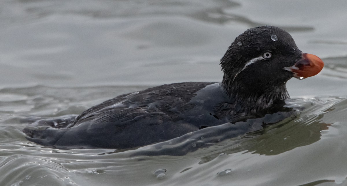 Parakeet Auklet - ML347721651